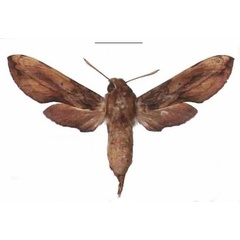 /filer/webapps/moths/media/images/P/pelius_Theretra_AF_EMEM.jpg