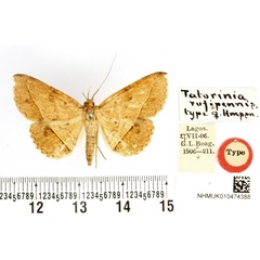 /filer/webapps/moths/media/images/R/rufipennis_Tatorinia_HT_BMNH.jpg