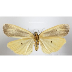 /filer/webapps/moths/media/images/I/interjecta_Paraona_A_MGCLb_01.jpg