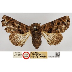 /filer/webapps/moths/media/images/S/symphonica_Eutelia_HT_NHMUK.jpg