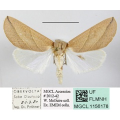 /filer/webapps/moths/media/images/L/longivalvis_Arcyophora_A_MGCLa_01.JPG
