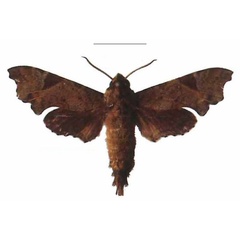 /filer/webapps/moths/media/images/C/camerounensis_Temnora_AM_EMEM.jpg