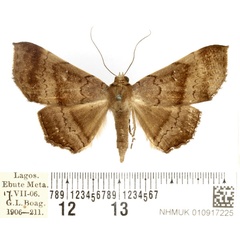 /filer/webapps/moths/media/images/C/crenata_Libystica_AF_BMNH.jpg