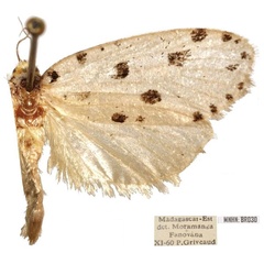 /filer/webapps/moths/media/images/P/pulchella_Plumana_AF_MNHN.jpg