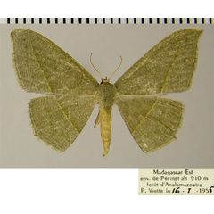 /filer/webapps/moths/media/images/A/atroviridata_Traminda_AF_ZSM.jpg