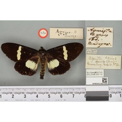 /filer/webapps/moths/media/images/A/agrius_Agarista_HT_BMNHa.jpg