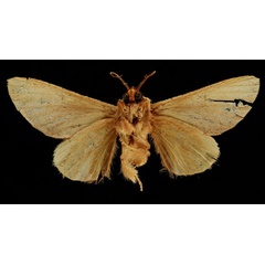 /filer/webapps/moths/media/images/C/costalis_Scalmicauda_HT_RBINSb.jpg