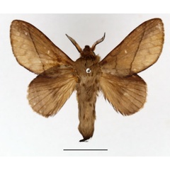 /filer/webapps/moths/media/images/B/badia_Gastromega_AM_Basquin_01.jpg