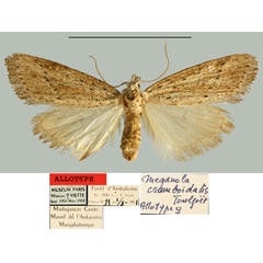 /filer/webapps/moths/media/images/C/cramboidalis_Meganola_AT_MNHN.jpg