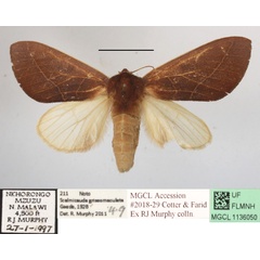 /filer/webapps/moths/media/images/G/griseomaculata_Scalmicauda_A_MGCLa_02.JPG