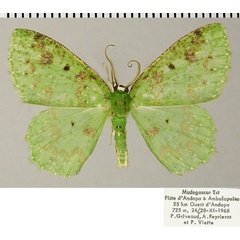 /filer/webapps/moths/media/images/H/herbuloti_Blechroneromia_AM_ZSMa.jpg