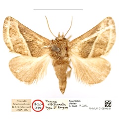 /filer/webapps/moths/media/images/A/albilineata_Thosea_HT_BMNH_s8xLSwc.jpg