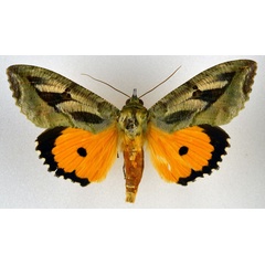 /filer/webapps/moths/media/images/M/materna_Eudocima_AM_NHMO.jpg