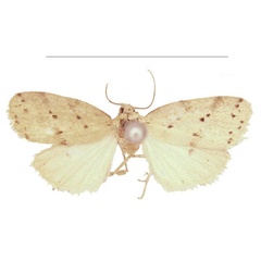 /filer/webapps/moths/media/images/M/meridionalis_Spatulosia_HT_NHMUK.jpg