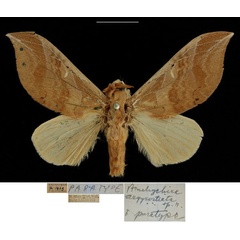/filer/webapps/moths/media/images/A/argyrosticta_Brachychira_PTM_RBINSa.jpg