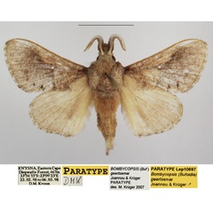 /filer/webapps/moths/media/images/G/geertsemai_Bombycopsis_PTM_TMSA_01.jpg