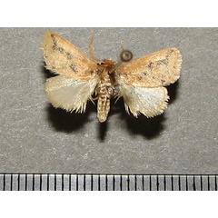 /filer/webapps/moths/media/images/F/fuscifusa_Macroplectra_A_Goff_01.JPG