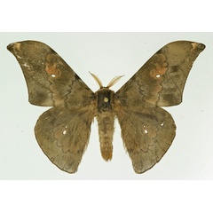 /filer/webapps/moths/media/images/S/solium_Orthogonioptilum_AM_Basquin.jpg