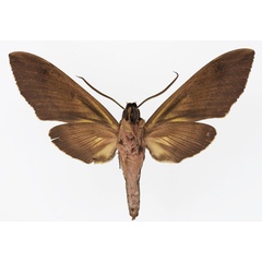 /filer/webapps/moths/media/images/P/praedicta_Xanthopan_AM_Basquinb.jpg