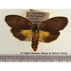 /filer/webapps/moths/media/images/G/griseipennis_Stenarctia_A_OUMNH.jpg