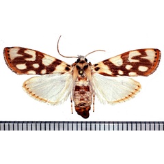 /filer/webapps/moths/media/images/P/pardalis_Obtusipalpis_AF_Poltavsky.jpg