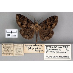/filer/webapps/moths/media/images/P/plicata_Speiredonia_ST_OUMNH_01.jpg