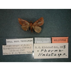 /filer/webapps/moths/media/images/L/limbata_Phorma_HT_RMCA_01.jpg