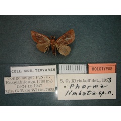 /filer/webapps/moths/media/images/L/limbata_Phorma_HT_RMCA_01.jpg