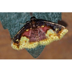 /filer/webapps/moths/media/images/P/purpurascens_Chrysozonata_A_Voaden.jpg