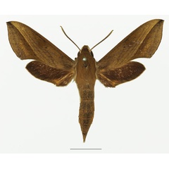 /filer/webapps/moths/media/images/S/saclavorum_Hippotion_AF_Basquina.jpg