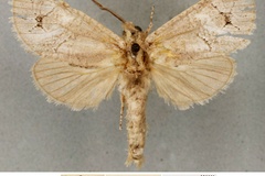 Planctogystia gaedei