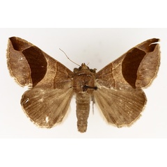 /filer/webapps/moths/media/images/C/conjunctura_Bastilla_AM_TMSA_01.jpg