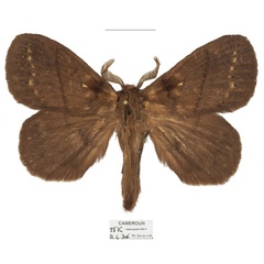 /filer/webapps/moths/media/images/D/dargei_Philotherma_PTM_Basquin_01.jpg
