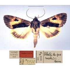 /filer/webapps/moths/media/images/R/recchiai_Ulotrichopus_PT_MSNM.jpg