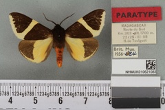 Fodinoidea staudingeri laeta