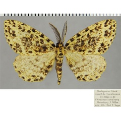 /filer/webapps/moths/media/images/C/chrysomelas_Colocleora_AM_ZSMa.jpg