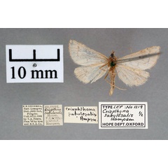 /filer/webapps/moths/media/images/S/sabulosalis_Criophthona_PT_OUMNH_02.jpg