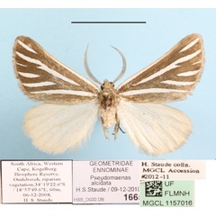 /filer/webapps/moths/media/images/A/alcidata_Pseudomaenas_A_MGCL.JPG