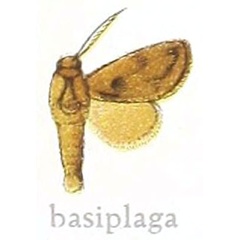 /filer/webapps/moths/media/images/B/basiplaga_Teragra_HT_NHMUK.jpg
