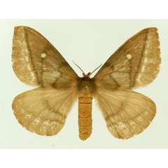 /filer/webapps/moths/media/images/M/monsarrati_Maltagorea_AF_Basquin.jpg