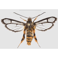 /filer/webapps/moths/media/images/A/auripes_Crinipus_AF_SMNS.jpg