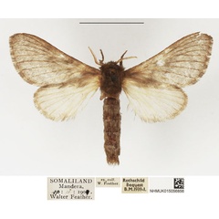 /filer/webapps/moths/media/images/O/obsoleta_Anadiasa_AF_NHMUK_02.jpg