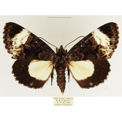 /filer/webapps/moths/media/images/M/melanoleuca_Lophonotidia_AF_TMSA_02.jpg