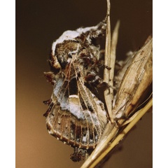 /filer/webapps/moths/media/images/M/myxa_Odontocheilopteryx_M_Roland_02.jpg