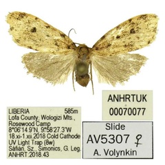 /filer/webapps/moths/media/images/G/grossagranularis_Siccia_AF_ANHRT.jpg