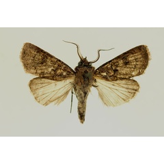 /filer/webapps/moths/media/images/R/radama_Agrotis_AM_RMCA.jpg