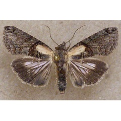 /filer/webapps/moths/media/images/L/litigiosa_Lophoptera_A_Butler.jpg