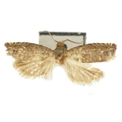 /filer/webapps/moths/media/images/B/boavistae_Fulcrifera_HT_Bassi.jpg