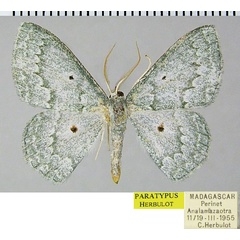 /filer/webapps/moths/media/images/C/crenifera_Epigelasma_PTM_ZSMa.jpg