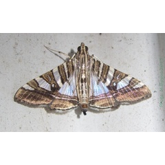 /filer/webapps/moths/media/images/S/shafferorum_Glyphodes_A_Bippus_01.jpg